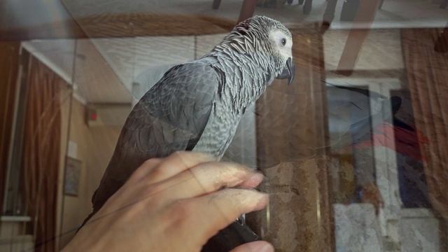 Сказка попугая Серодактеля.