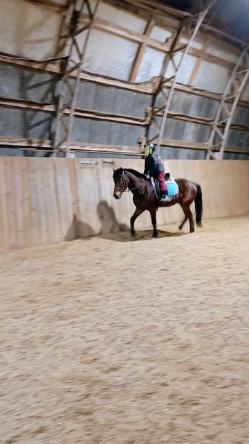 Лера и Аквилон, рысь в полевой посадке.  #horse, #equestrian, #лошади, #pony, #конный спорт.