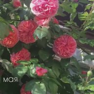 Роза Chippendale. 2021-2023 г