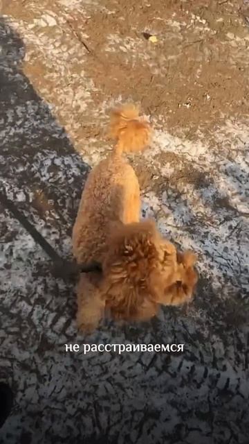 #кинолог #дрессировка #дрессировкасобак