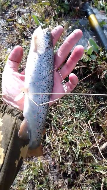 Форельчик #troutfishing #рыбалка #форель #fishing