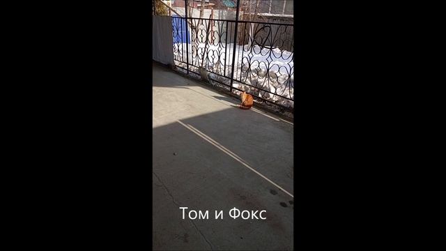 Собака. Овчарка. Кот. Том и Фокс