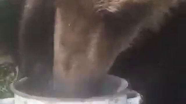 Медвежонок Вася и арбуз