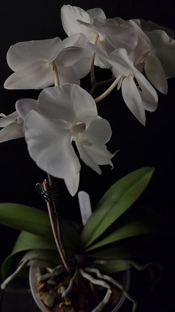 Phal. Charming Crystal Water V