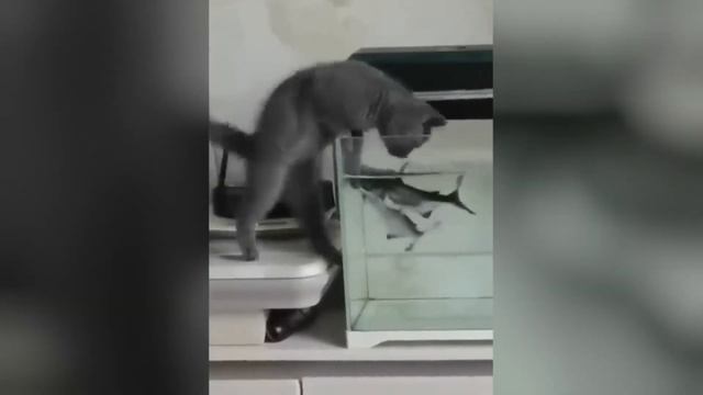 Смешные И Интересные Моменты С Животными, Снятые На Камеру.

#Развлекательно