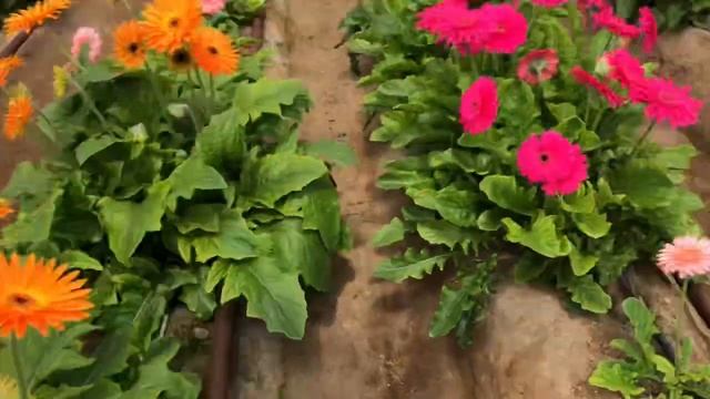 Flower🌸🌺Gerbera 🌺🌸