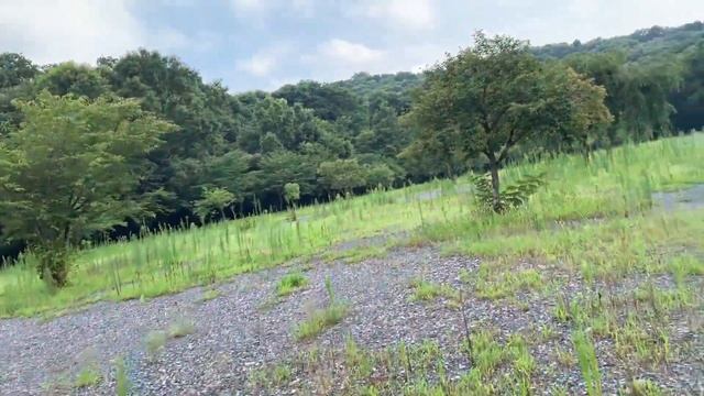 Singing of Kaempfer Cicadas (Saitama Pref, Japan) July 22, 2022 - Shigu Scott シグ・スコット