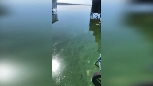 Вода в Кучурганском водохранилище стала зеленой