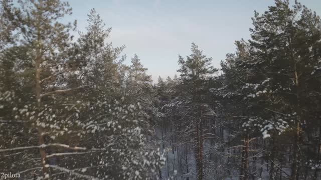 Fpv прогулка в заснеженном лесу .Полет между деревьями. Красивое видео с дрона Зеленовка Тольятти.