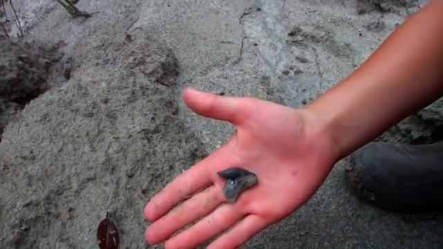 High Quality Shark Teeth from a SC Land Site