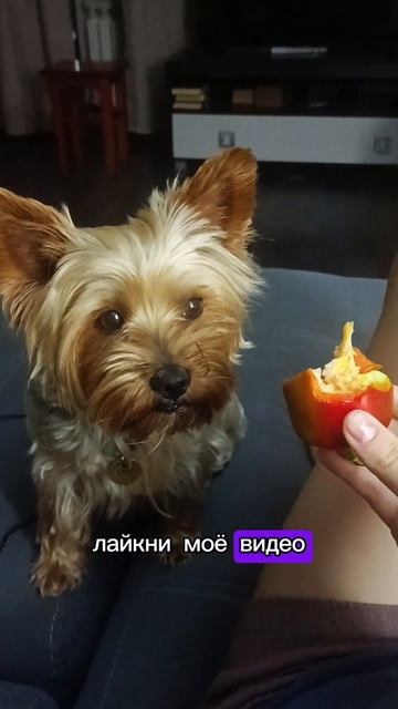 любимая еда твоего питомца?