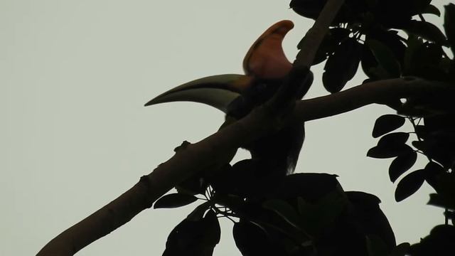 Rhinoceros Hornbill male