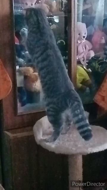 ПРИЧУДЫ МОЕЙ КОШКИ #животные #кошка #хочуврек #cat #catlover