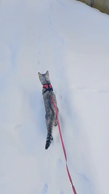 Зимняя прогулка
