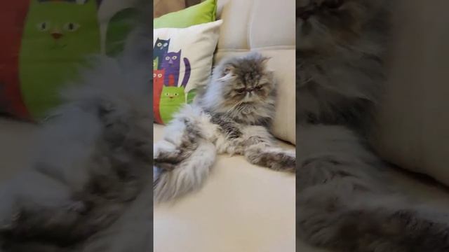 Persian cat Ponchik/Персидский кот Пончик