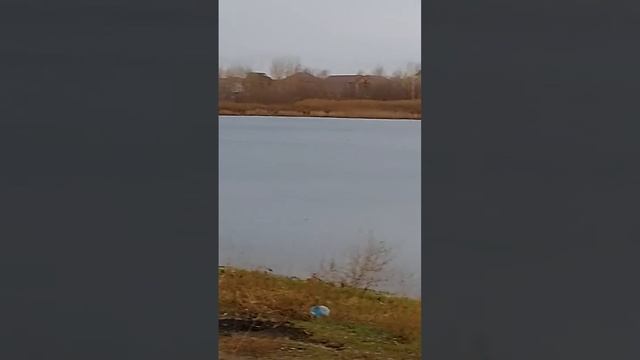 Уточки утром на котловане "Юго-западный"  Новосибирск