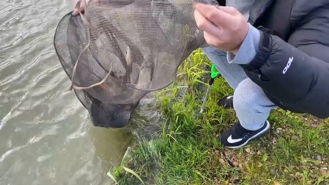 Малый водоем, карп клюет