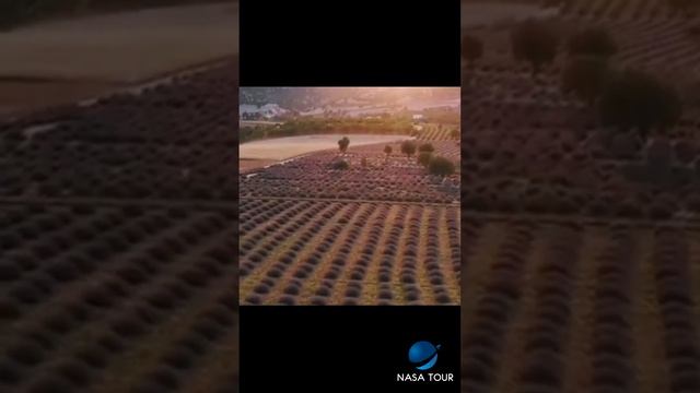 Lavanda Fields And Salda Lake