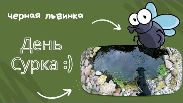 День сурка! :) Показываю что делаю...