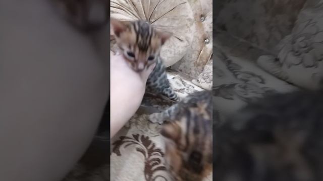 1000182274.mp4