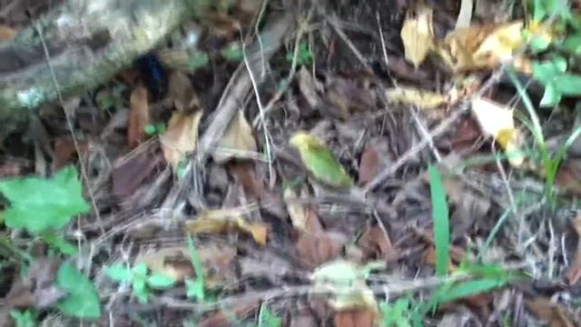 Gigantic Wasp