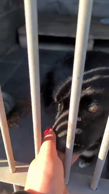 Маленькая собака под усыпление