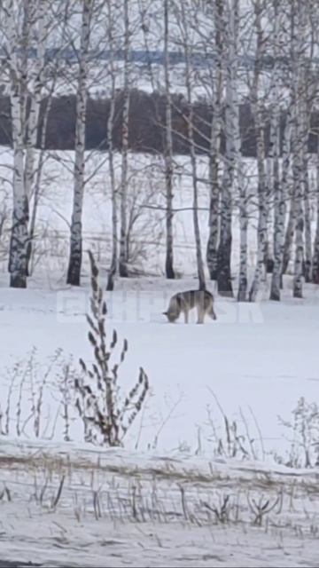 🐺 Волка заметили сегодня перед въездом в село Стоговка Кузоватовского района со стороны Солдатской