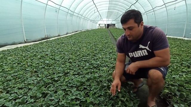 Як вирощується Розсада Полуниці . Що потрібно знати 🍓🍓🌱🌱