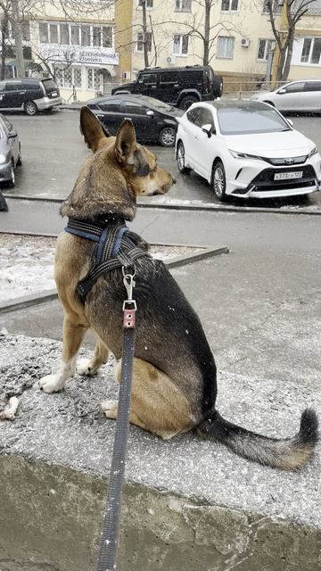 🐕Малыш под снежком.❄