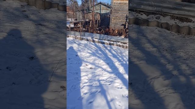 Пернатым классно