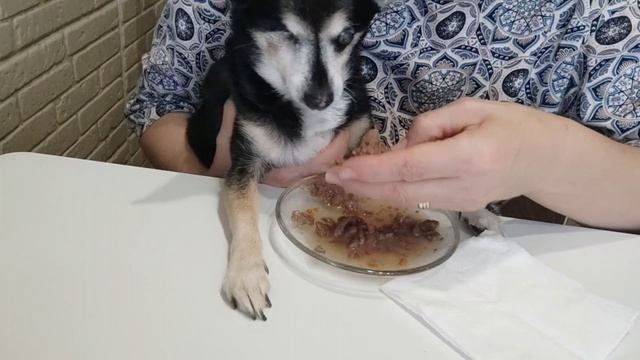 Как ест моя Собакен...