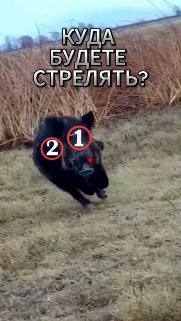 Охотник 🎯 1-2?