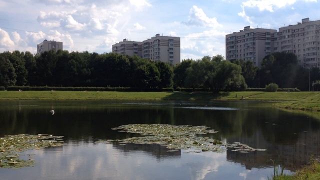 ЛЕТО В ГОРОДЕ\ Пруд весь в ЛИЛИЯХ! \ЖАРА В МОСКВЕ