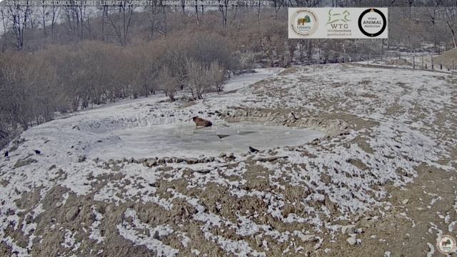 Борьба закончена- один ушел,другой пошел остыть в воде