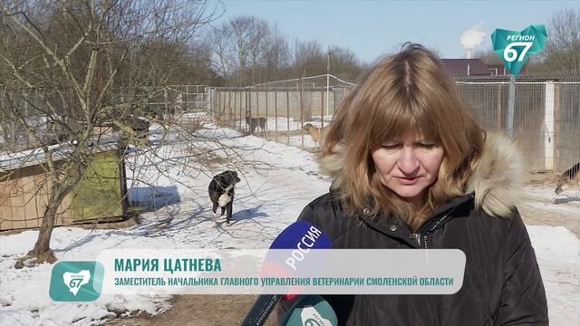 Смоленское управление ветеринарии собрало 100 килограммов корма для собачьих приютов