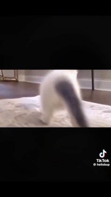 кот танцует