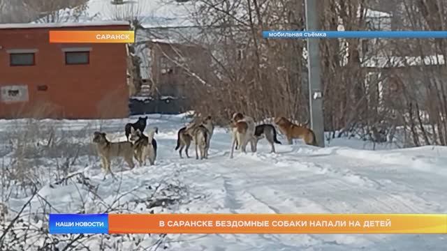 В Саранске бездомные собаки напали на детей