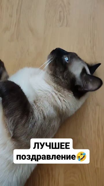 ЛУЧШЕЕ поздравление 🤣👍