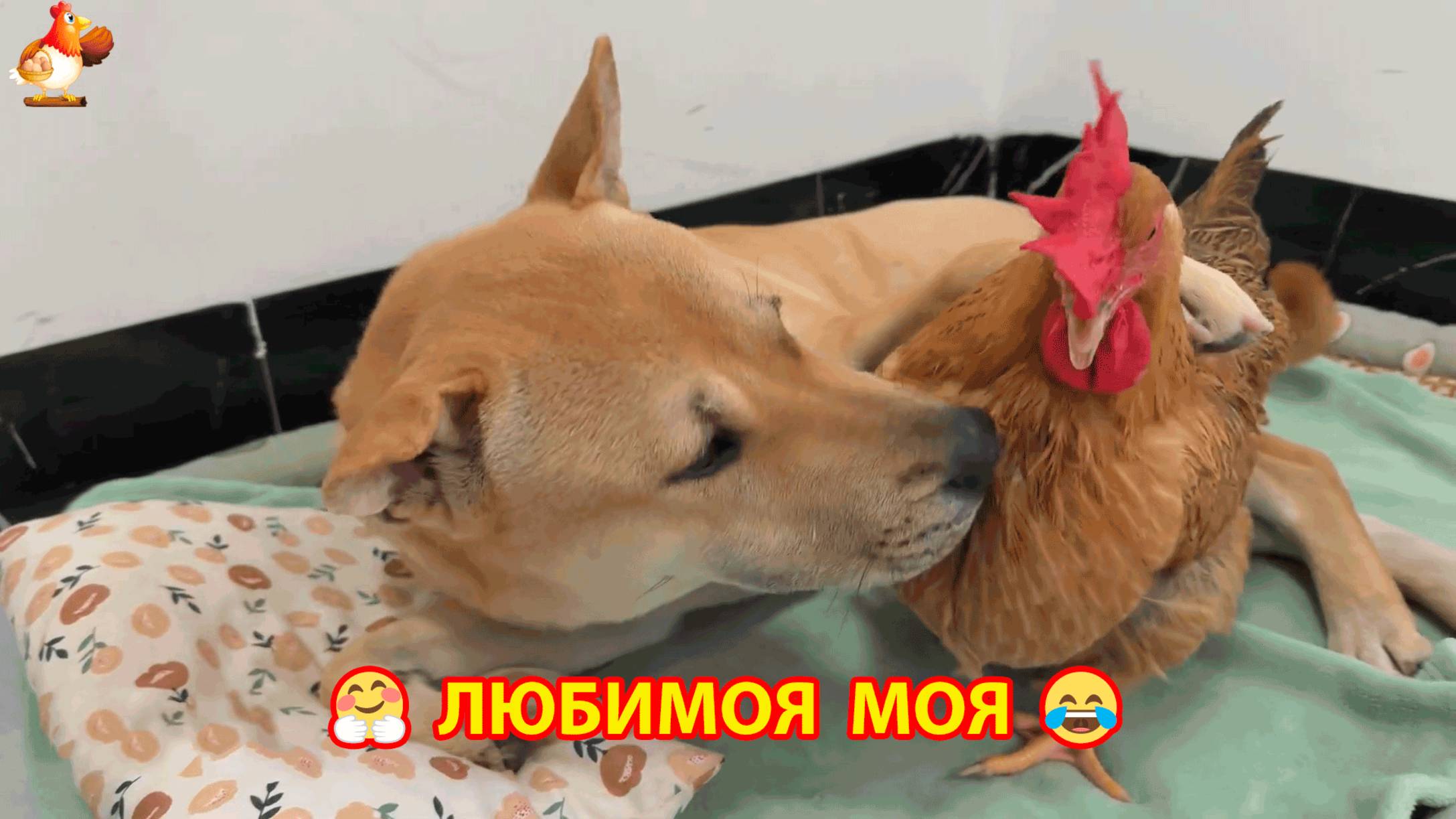 Ты моя самая любимая девочка ❣️🤗😂