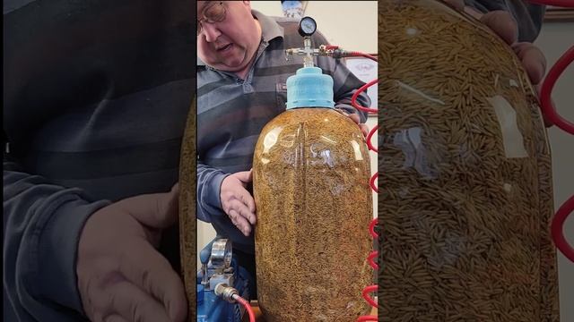 Хранение зерна в пивной кеге