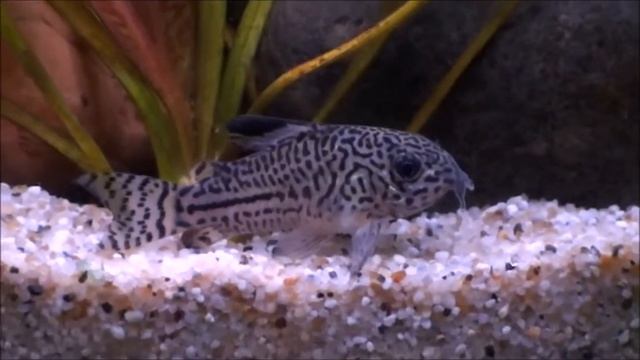 Ενυδρείο/Fishtank