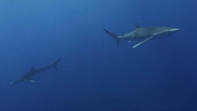 Diving Azores with schools of Mobulas and the famous Blue Shark.