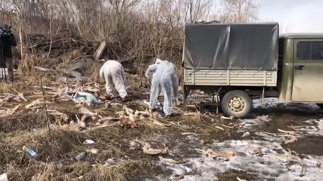 Скотомогильник на берегу реки в Красноярске