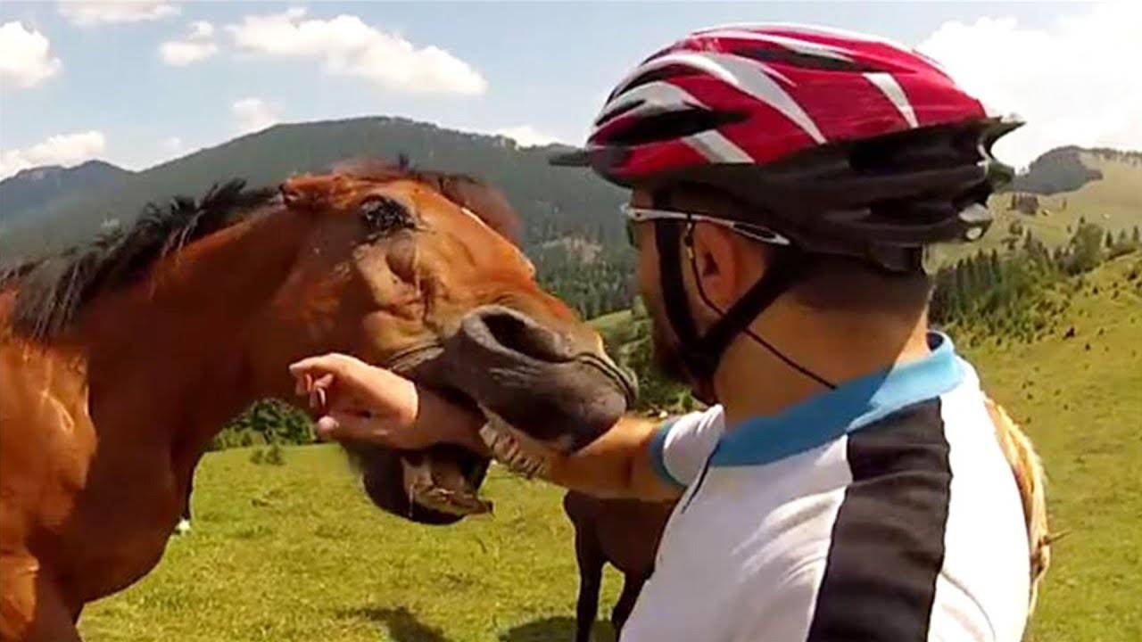 Встречи с животными, но они становятся еще безумнее! 🐴
