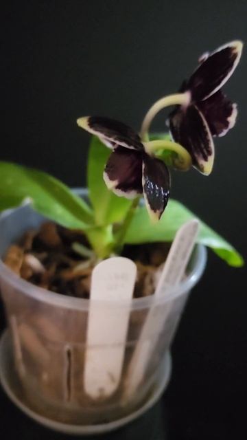 Phal. Bright Peacock Black and White Chocolate V