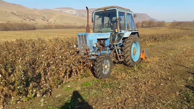 Скашивание ремотантной малины мульчирователем