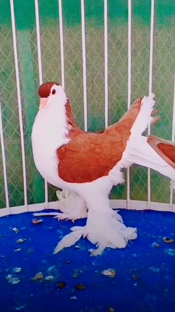 #birds #viral #pigeon #shortvideo #video #birdslover #shorts