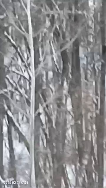 стадо кабанов идет по лесу