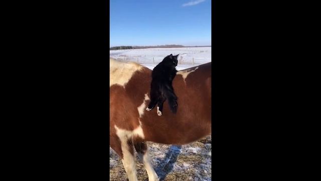 СОБАКИ и КОШКИ, которые ЗАСТАВЯТ ваше СЕРДЦЕ ТАЯТЬ! ❤️🐾 Лучшие моменты 2025!