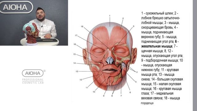 Мышцы головы  свода черепа, окружности глаз